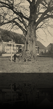 Zoersel, De Bijl met de linde